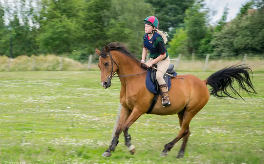 Imagem ilustrativa de Desporto Equestre