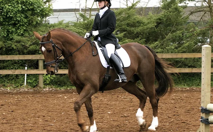 Imagem ilustrativa de Desporto Equestre